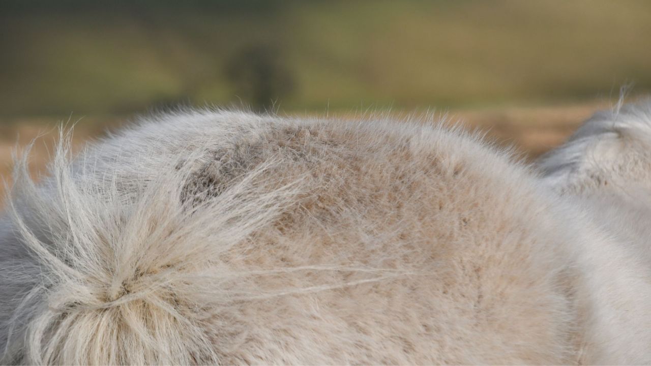 guard hairs on a horse