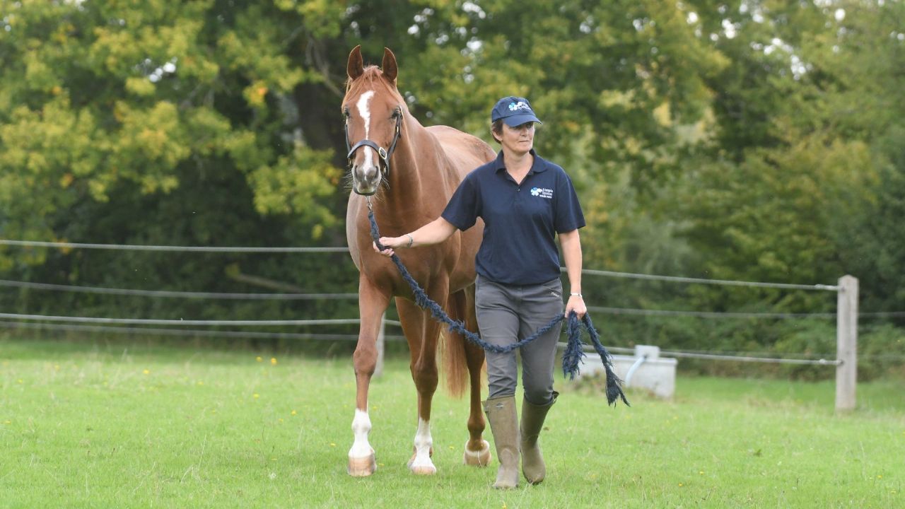 amino acids in the horses diet