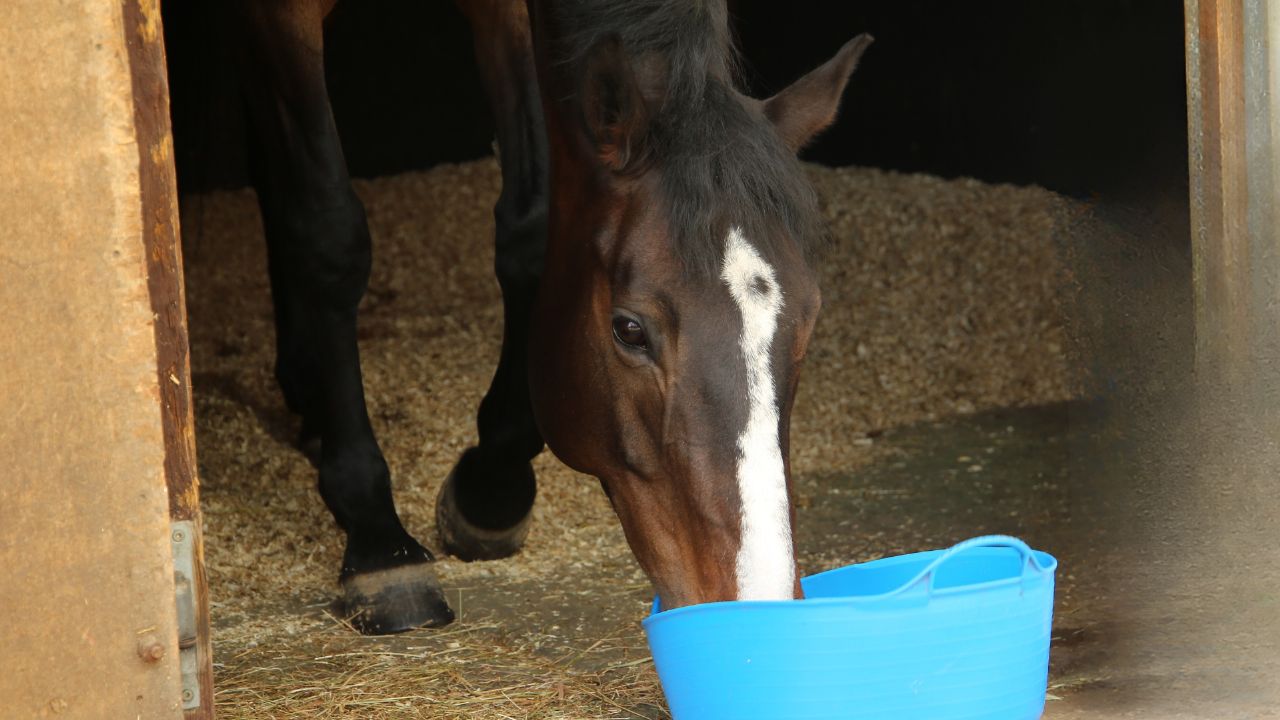 Respiratory issues in horses
