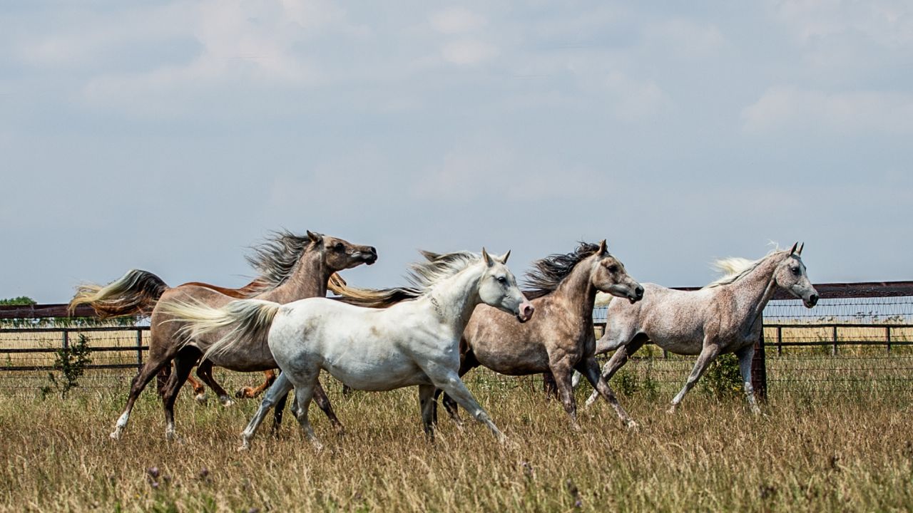 Simple System Horse Feeds 2025 