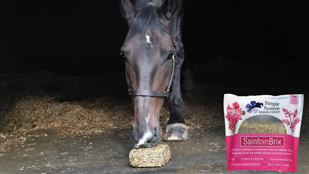 Why should horses eat from ground level