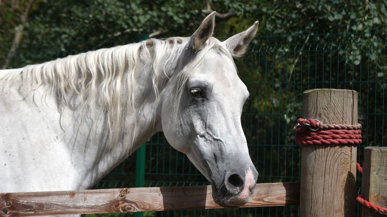 how much lysine do horses need