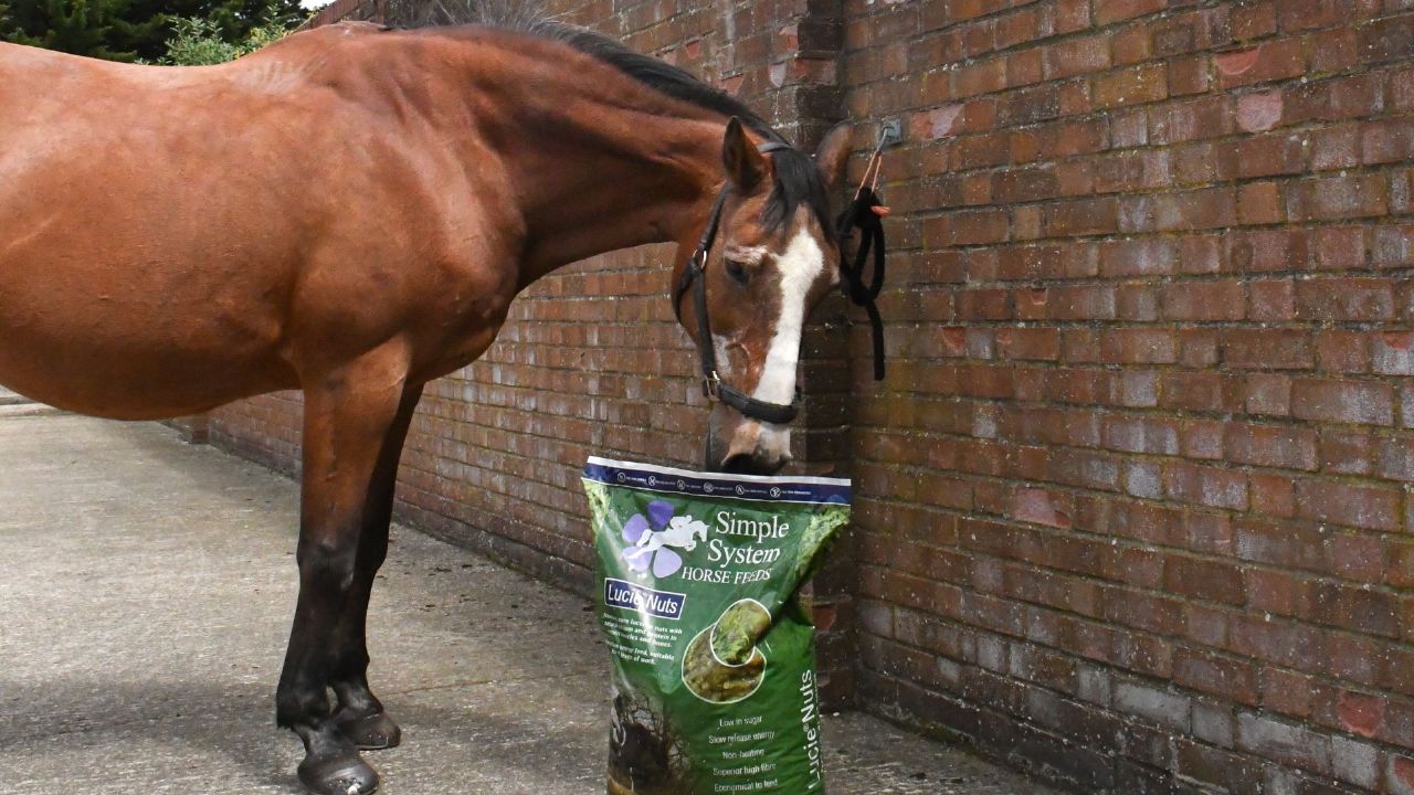 29 year old horse eats Lucie Nuts from Simple Systems
