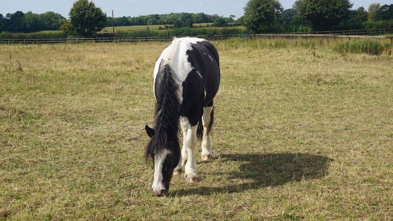 Dry stressed grazing