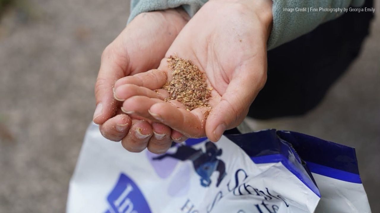 why is linseed good for horses