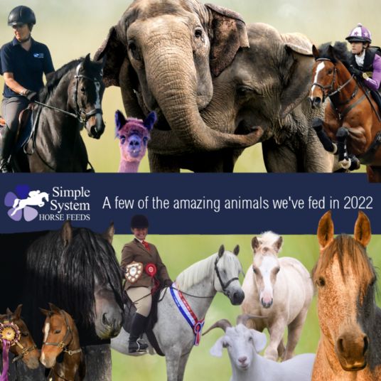 Simple System Horse Feeds elephant feed goat feed llama feed alpaca feed rabbit food guinea pig feed chicken feed
