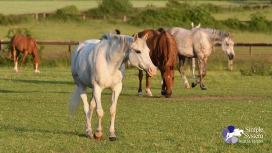 Mares and their seasons Simple System Horse Feeds