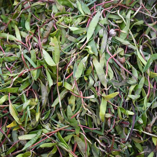Simple System recommend removing sycamore saplings 