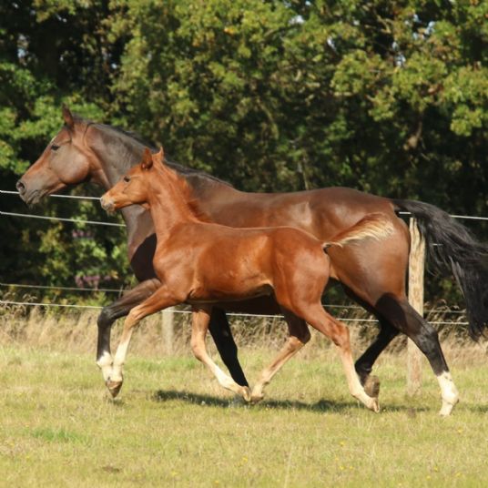 Feed the Mare to Feed the Foal Simple System Horse Feeds