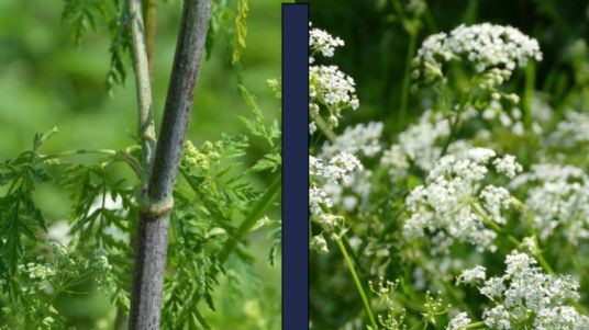 Hemlock or Cow Parsley - Simple System Horse Feeds