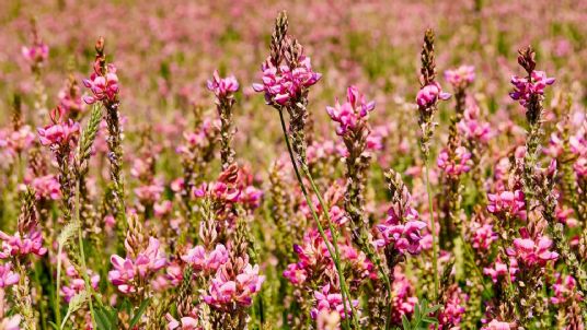 Sainfoin in flower