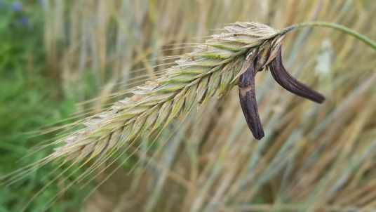 The risks of Ergot to horses