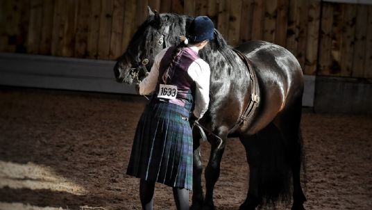 Glenmuick of Coynach Highland Pony Stallion