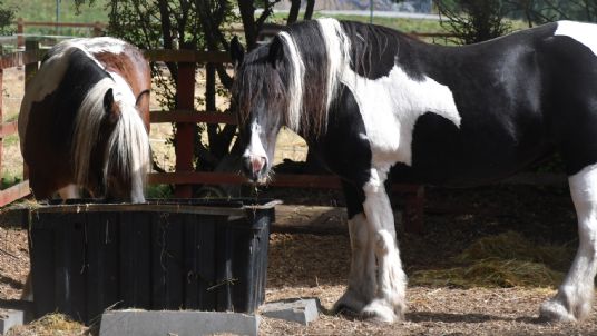 Itchy horses MalleMash Mallenders Sallenders Cobs