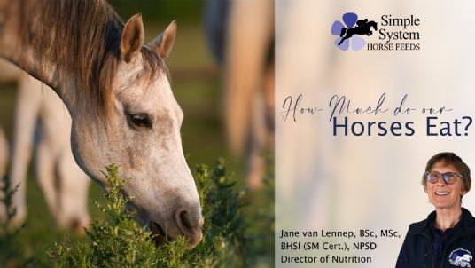 What do horses eat?