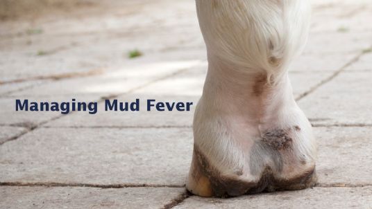Mud Fever in horses