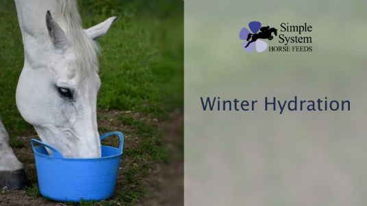 winter hydration for horses