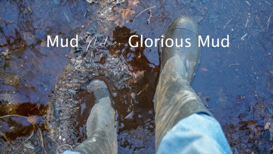 Horse standing in mud