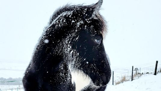 Feeding horses in cold weather