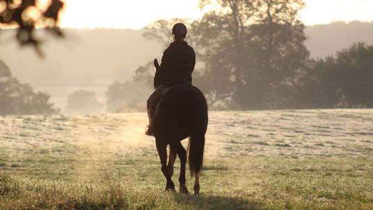 winter horse feed