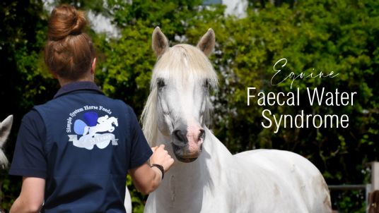 Equine Faecal Water Syndrome