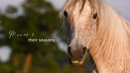 Mares and their seasons Simple System Horse Feeds