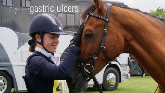 Gastric Ulcers in Horses