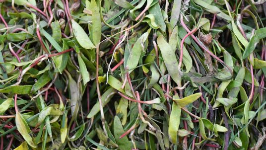 Sycamore poisoning in horses