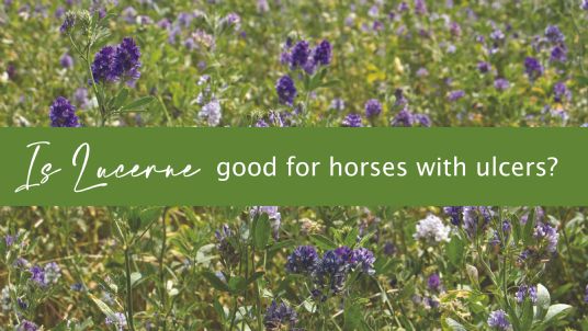 is lucerne / alfalfa good for horses with ulcers