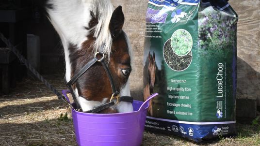 alfalfa chaff for horses