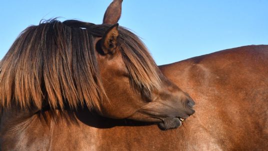Itchy horse sweet itch mallenders sallenders
