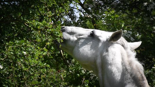Horses love hedges