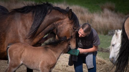 Feeding the broodmare and foal