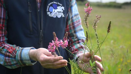 Sainfoin for horses and sustainable farming