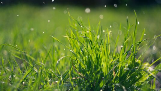 rain after drought and effects on grazing