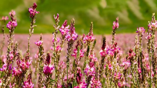 sainfoin horse feed