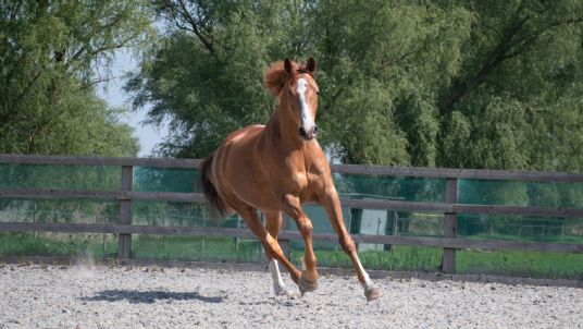 Why do horses need protein in the diet