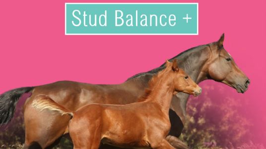 Stud Balancer Mare and Youngstock Feed