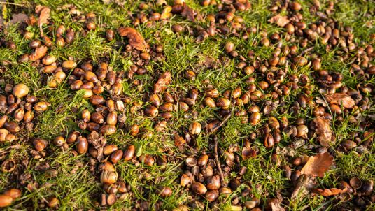Why are there so many acorns this year