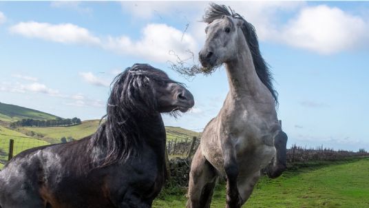 Hormonal horses in autumn