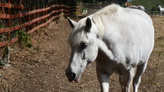 Horse Track Systems