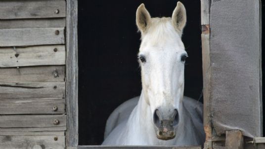Preparing horses for the clocks to change