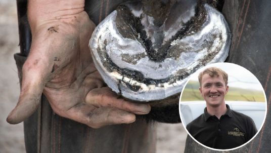 Hoof abscesses in horses