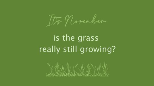 Can the grass still grow in November