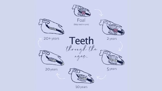 Horses teeth as they age
