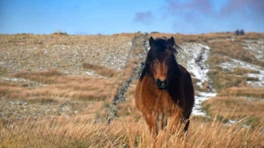 Winter weight loss horses