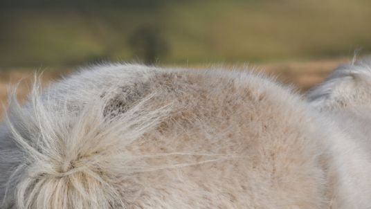 guard hairs on a horse