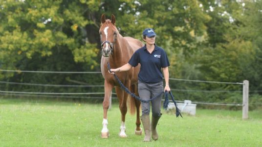 amino acids in the horses diet