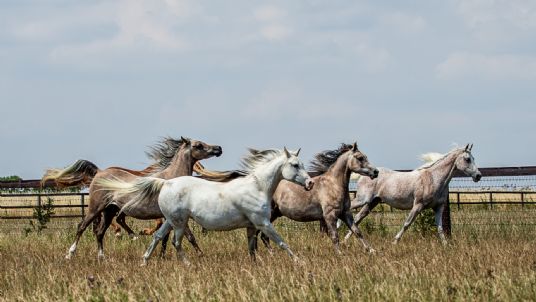 Simple System Horse Feeds 2025 