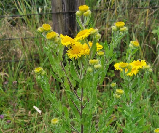 Fleabane